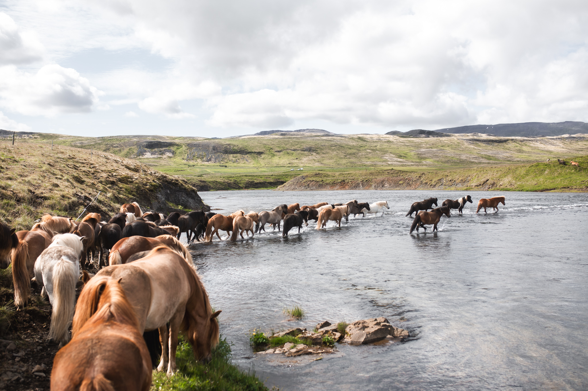 Islandpferdeherde beim Ausritt durch die Weite Nordwest-Islands vor Bergkulisse